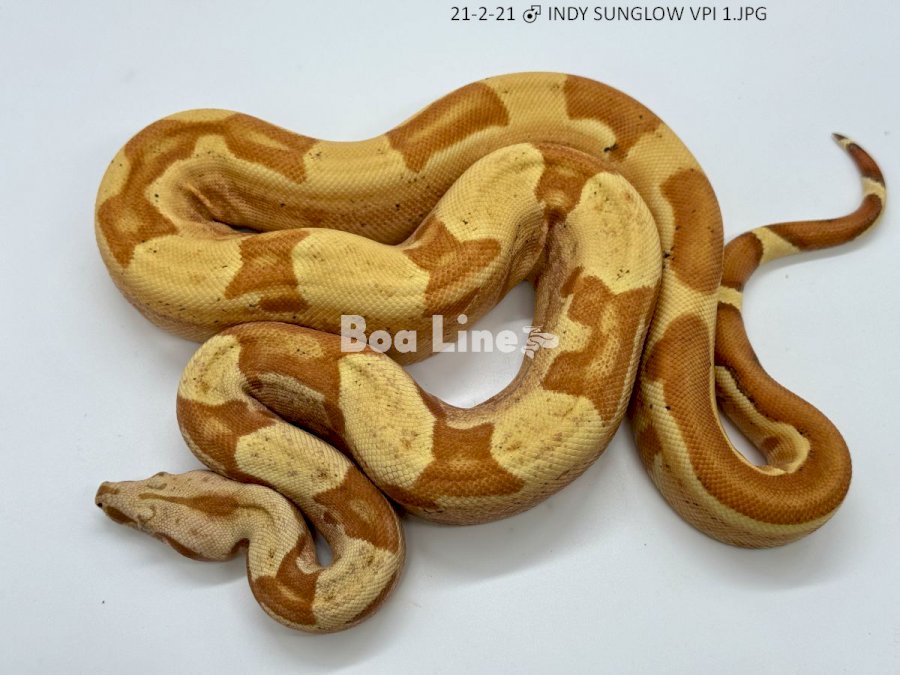 INDY SUNGLOW VPI 